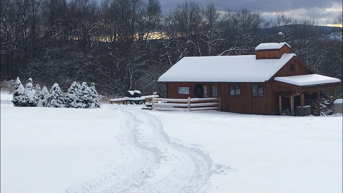 Christmas Trees, Maple Whitetail Tree Farm Fabius, New York